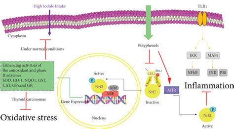 Antioxidative and Anti.